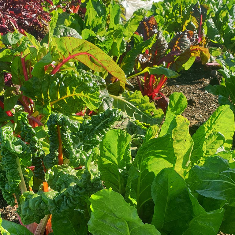 Seasonal Summer Vegetables